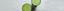 Fasten mit Smoothies